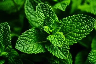 Illustration mints - Image 1