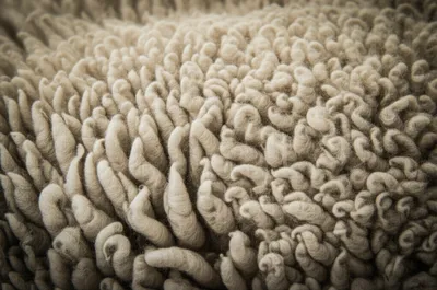 Illustration crimp - Image 1