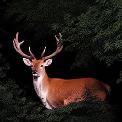 Illustration harbored - Image 1