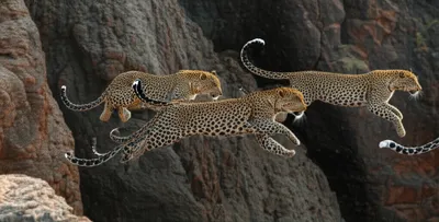 Illustration leap - Image 1