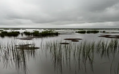 Hình ảnh minh họa marshy