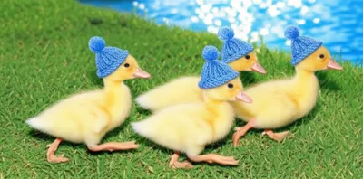 Illustration triplets