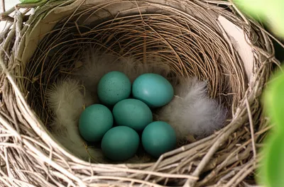 Illustration feathered