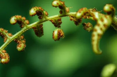 Illustration sporangia