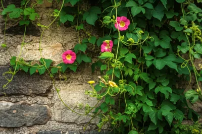 Illustration winders - Image 1