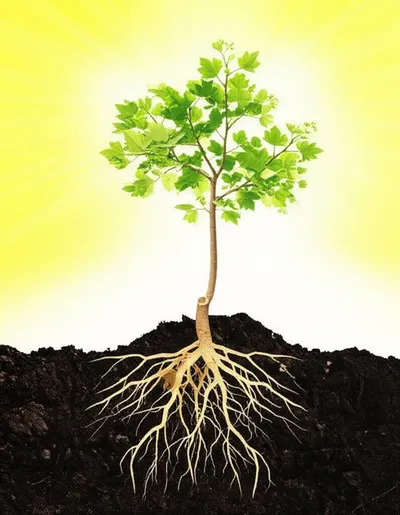 Illustration extends - Image 1