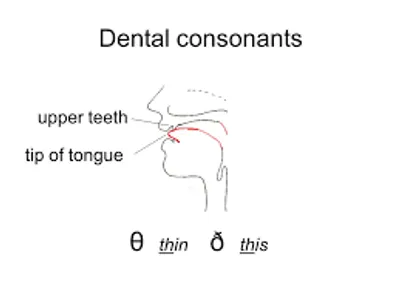 Illustration dental - Image 2