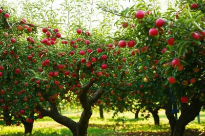 Illustration grove - Image 1