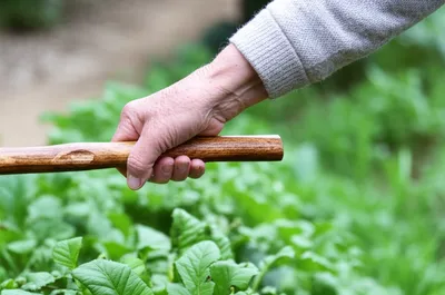 Illustration cane - Image 1