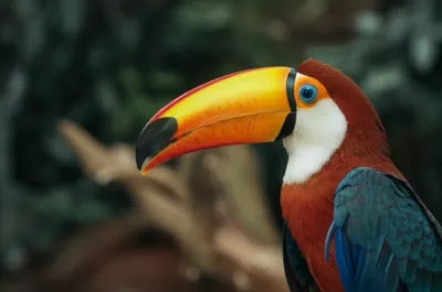 Illustration neb - Image 1