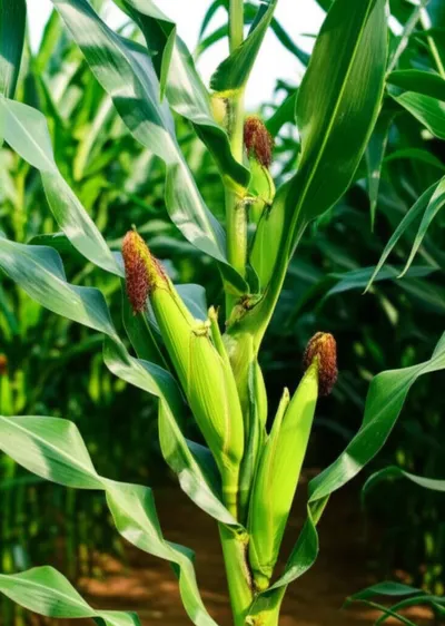 Illustration cornstalks - Image 1