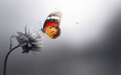 Illustration go - Image 1