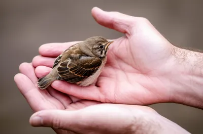 Illustration clasping - Image 1