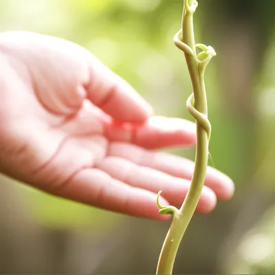 Illustration twine - Image 1