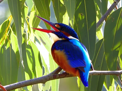 Illustration kookaburra