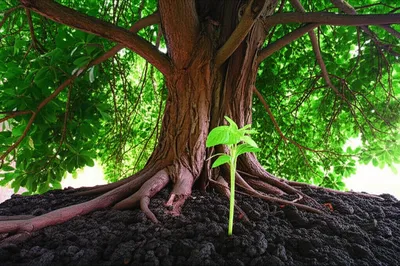 Illustration stabiliser