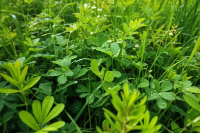 Illustration herbaceous - Image 1