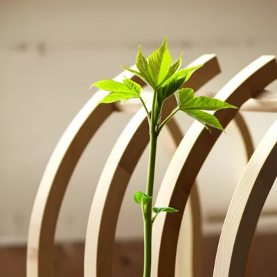 Illustration rib - Image 1