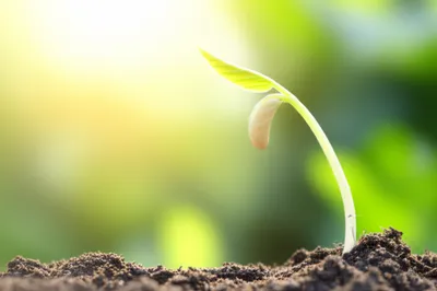 Illustration favour - Image 1