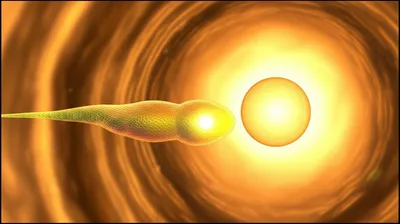 Illustration spermatozoa