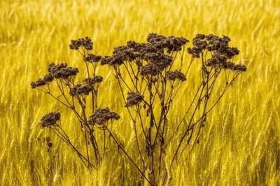 Illustration tares - Image 1