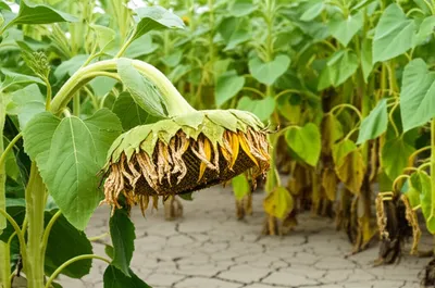 Illustration unfairer - Image 1