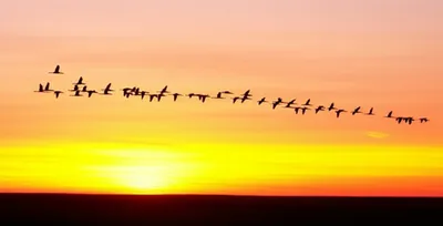 Illustration southward - Image 1