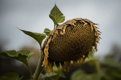 Illustration lower - Image 1