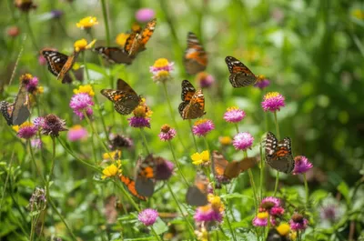 Illustration rustics - Image 1