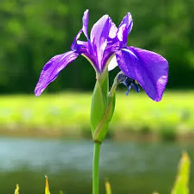 Illustration iris - Image 2