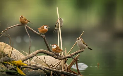 Illustration whitecaps