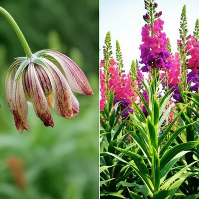 Illustration weakened