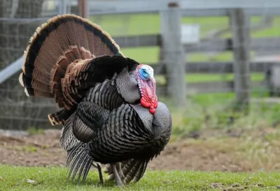 Illustration toms - Image 1