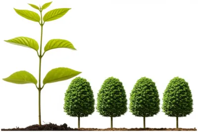 Illustration quadrupled - Image 1