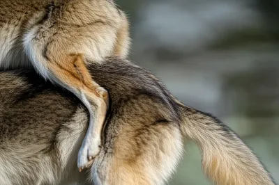 Illustration knots - Image 1