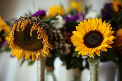 Illustration stale - Image 1