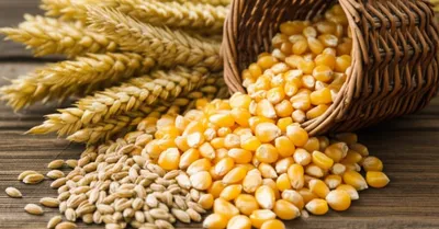 Illustration grains - Image 1