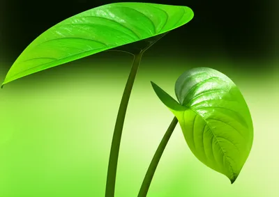 Illustration covering - Image 1