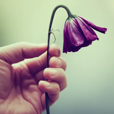 Illustration sorry - Image 1