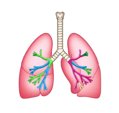 Illustration bronchi - Image 1