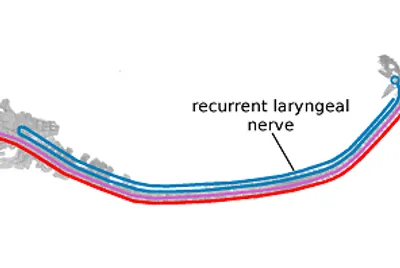 Illustration recurrent - Image 2