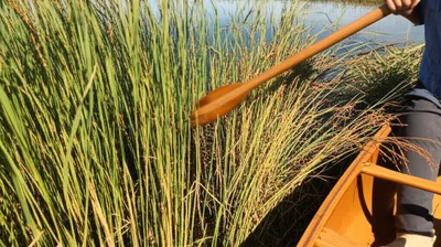 Illustration ricing - Image 1