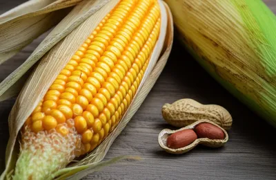 Illustration husk - Image 1