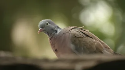 Illustration cooed - Image 1