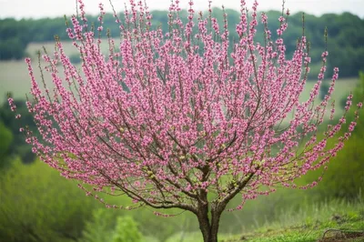 Illustration peach - Image 1