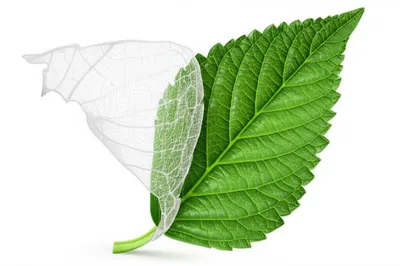 Illustration shell - Image 1