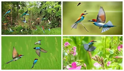 Illustration flycatcher