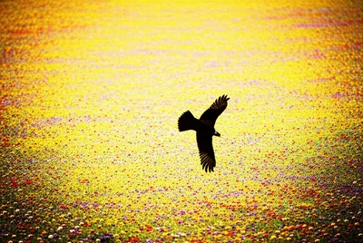 Hình ảnh minh họa freely - Ảnh 1