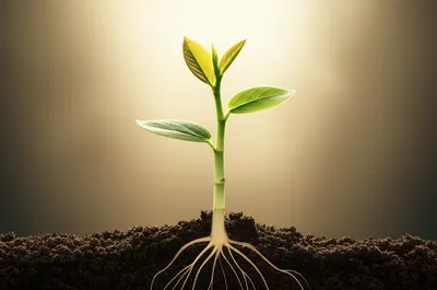 Illustration initial - Image 1