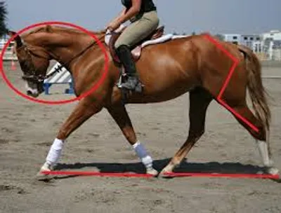 Illustration forehand - Image 2